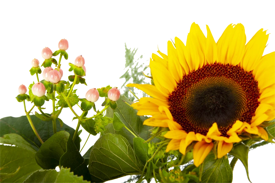Boeket Zonnestraal Groot 4 Boeket Zonnestraal Groot - Afbeelding 4