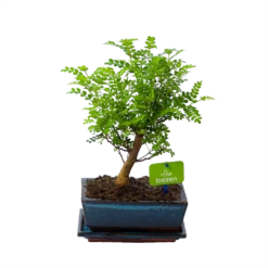 Bonsai Zanthoxylum Piperitum - Peperboom - P20 H30 - Kamerplant