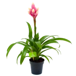 Bromelia Guzmania Candy - P12 H55 Roze - Kamerplant