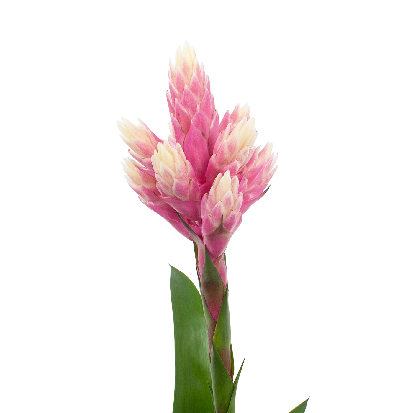 Bromelia Guzmania Candy - P12 H55 Roze - Kamerplant 2 Bromelia Guzmania Candy - P12 H55 Roze - Kamerplant - Afbeelding 2