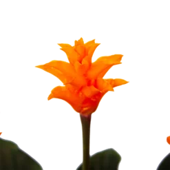 Calathea Crocata - Eeuwige Vlam - P15 H45 - Kamerplant -Goedkope Tuinbenodigdheden winkel calathea crocata eeuwige vlam p15 h45 4