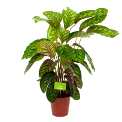 Calathea Flamestar - Schaduwplant - P19 H75 - Kamerplant