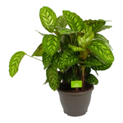 Bestsellers 11 Calathea Flamestar - Schaduwplant - P32 H80 - Kamerplant