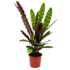 Bestsellers 13 Calathea Insigne - Livingplant - P17 H65 - Kamerplant