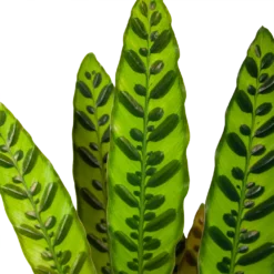 Bestsellers -Goedkope Tuinbenodigdheden winkel calathea insigne livingplant p17 h65 6