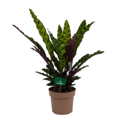 Bestsellers 15 Calathea Insigne - Livingplant - P21 H60 - Kamerplant
