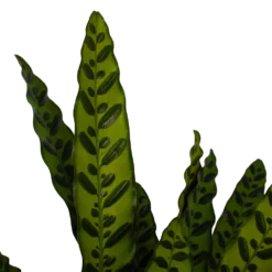 Bestsellers -Goedkope Tuinbenodigdheden winkel calathea insigne livingplant p21 h60 3