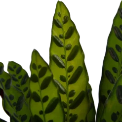 Calathea Insigne - Livingplant - P21 H60 - Kamerplant -Goedkope Tuinbenodigdheden winkel calathea insigne livingplant p21 h60 4