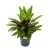 Calathea Insigne - Livingplant - P27 H80 - Kamerplant