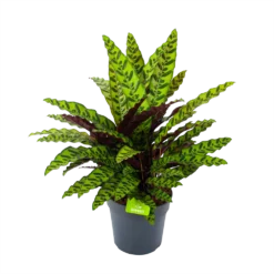 Bestsellers 21 Calathea Insigne - Livingplant - P27 H80 - Kamerplant
