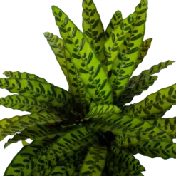 Bestsellers -Goedkope Tuinbenodigdheden winkel calathea insigne livingplant p27 h80 5 3