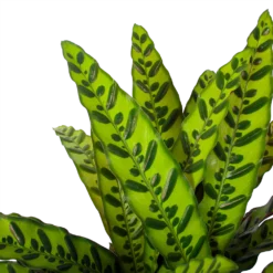 Calathea Insigne - Livingplant - P27 H80 - Kamerplant -Goedkope Tuinbenodigdheden winkel calathea insigne livingplant p27 h80 6 3