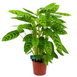 Bestsellers 3 Calathea Leopardina - Schaduwplant - P17 H70 - Kamerplant