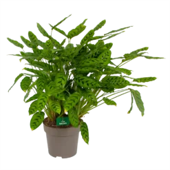 Bestsellers 5 Calathea Leopardina - Schaduwplant - P27 H90 - Kamerplant