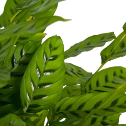 Bestsellers -Goedkope Tuinbenodigdheden winkel calathea leopardina schaduwplant p27 h90 kamerplant 3