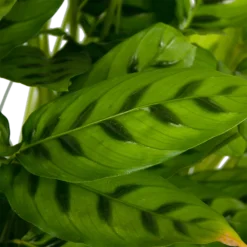 Calathea Leopardina - Schaduwplant - P27 H90 - Kamerplant 6 Calathea Leopardina - Schaduwplant - P27 H90 - Kamerplant -Goedkope Tuinbenodigdheden winkel calathea leopardina schaduwplant p27 h90 kamerplant 4