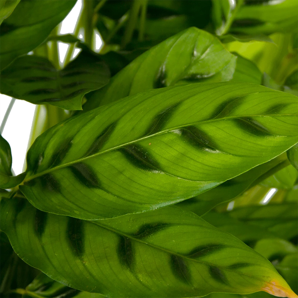 Calathea Leopardina - Schaduwplant - P27 H90 - Kamerplant 3 Calathea Leopardina - Schaduwplant - P27 H90 - Kamerplant - Afbeelding 3