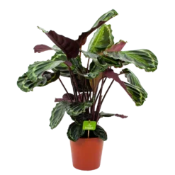 Bestsellers 23 Calathea Medaillon - Schaduwplant - P19 H75 - Kamerplant