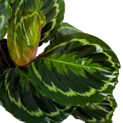 Bestsellers -Goedkope Tuinbenodigdheden winkel calathea medaillon schaduwplant p19 h75 5