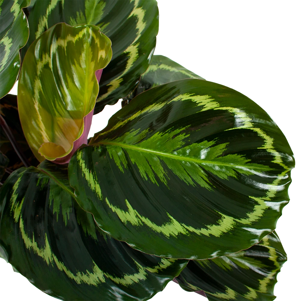 Calathea Medaillon - Schaduwplant - P19 H75 - Kamerplant 2 Calathea Medaillon - Schaduwplant - P19 H75 - Kamerplant - Afbeelding 2