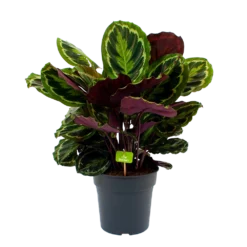 Bestsellers 1 Calathea Medaillon - Schaduwplant - P27 H90 - Kamerplant