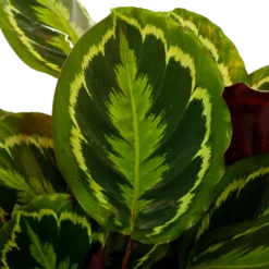 Bestsellers -Goedkope Tuinbenodigdheden winkel calathea medaillon schaduwplant p27 h90 5 1
