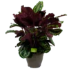 Calathea Medaillon - Schaduwplant - P32 H80 - Kamerplant