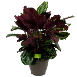 Bestsellers 19 Calathea Medaillon - Schaduwplant - P32 H80 - Kamerplant