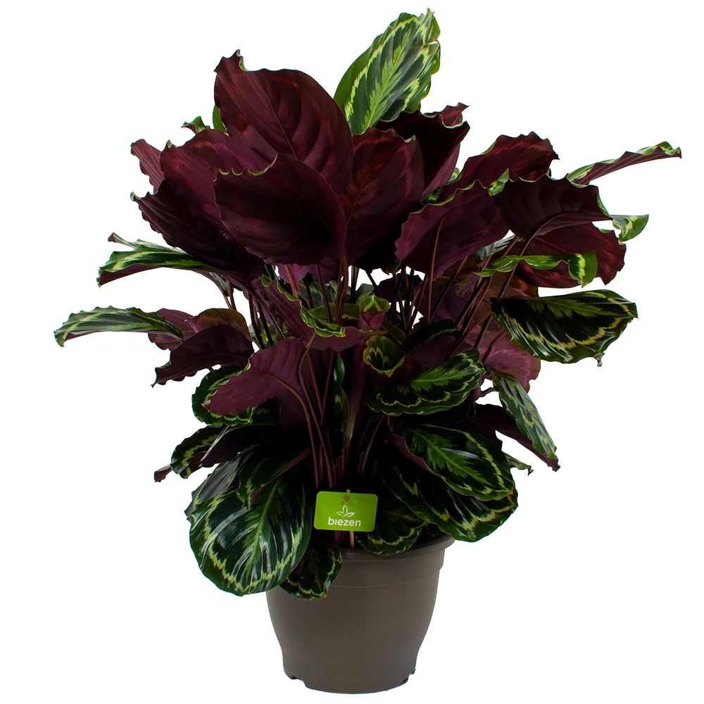 Calathea Medaillon - Schaduwplant - P32 H80 - Kamerplant 1 Calathea Medaillon - Schaduwplant - P32 H80 - Kamerplant