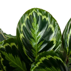 Bestsellers -Goedkope Tuinbenodigdheden winkel calathea medaillon schaduwplant p32cm h80cm 5