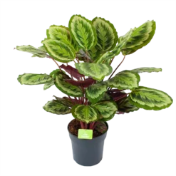 Bestsellers 7 Calathea Mysty - Livingplant - P27 H80 - Kamerplant