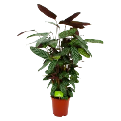 Bestsellers 3 Calathea Oppenheimiana - Pauwenplant - P21 H105 - Kamerplant