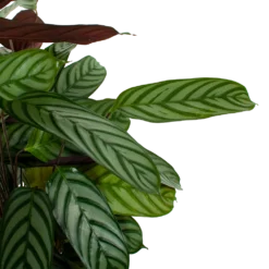 Bestsellers -Goedkope Tuinbenodigdheden winkel calathea oppenheimiana pauwenplant p21 h105 5 1