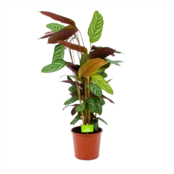Bestsellers 1 Calathea Oppenheimiana - Schaduwplant - P17 H65 - Kamerplant