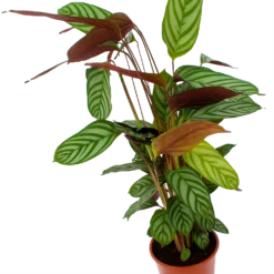 Bestsellers -Goedkope Tuinbenodigdheden winkel calathea oppenheimiana schaduwplant p17 h65 5