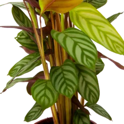 Calathea Oppenheimiana - Schaduwplant - P17 H65 - Kamerplant -Goedkope Tuinbenodigdheden winkel calathea oppenheimiana schaduwplant p17 h65 6