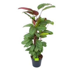 Bestsellers 13 Calathea Oppenheimiana - Schaduwplant - P27 H130 - Kamerplant