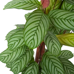 Bestsellers -Goedkope Tuinbenodigdheden winkel calathea oppenheimiana schaduwplant p27 h130 5