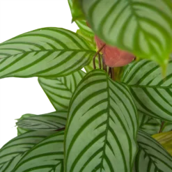 Calathea Oppenheimiana - Schaduwplant - P27 H130 - Kamerplant -Goedkope Tuinbenodigdheden winkel calathea oppenheimiana schaduwplant p27 h130 6