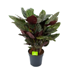 Bestsellers 7 Calathea Ornata - Livingplant - P27 H80 - Kamerplant