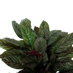 Bestsellers -Goedkope Tuinbenodigdheden winkel calathea ornata livingplant p27 h80 5 3