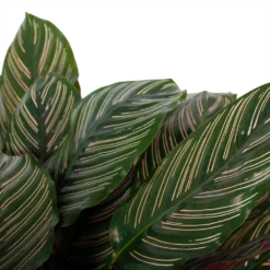 Calathea Ornata - Livingplant - P27 H80 - Kamerplant -Goedkope Tuinbenodigdheden winkel calathea ornata livingplant p27 h80 6 3