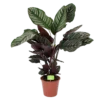 Calathea Ornata - Livingplant - Schaduwplant - P19 H75 - Kamerplant