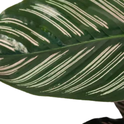 Calathea Ornata - Livingplant - Schaduwplant - P19 H75 - Kamerplant -Goedkope Tuinbenodigdheden winkel calathea ornata livingplant schaduwplant p19 h75 6 1
