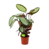 Calathea Picturata - Livingplant - P17 H65 - Kamerplant