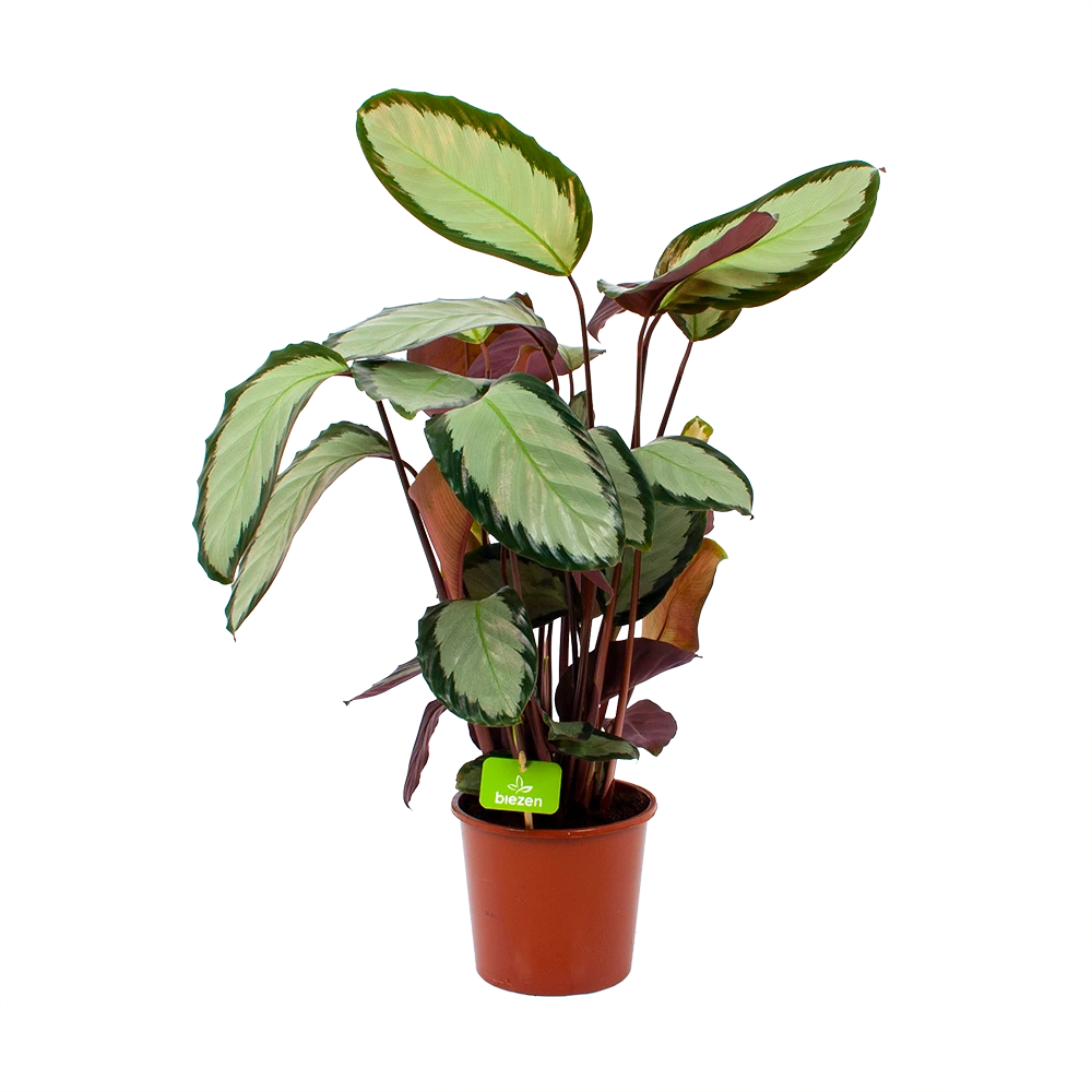 Calathea Picturata - Livingplant - P17 H65 - Kamerplant 1 Calathea Picturata - Livingplant - P17 H65 - Kamerplant
