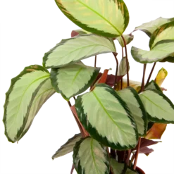 Calathea Picturata - Livingplant - P17 H65 - Kamerplant 6 Calathea Picturata - Livingplant - P17 H65 - Kamerplant -Goedkope Tuinbenodigdheden winkel calathea picturata livingplant p17 h65 6