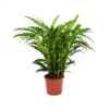 Calathea Rufibarba Bluegrass - Pauwenplant - P17 H65 - Kamerplant