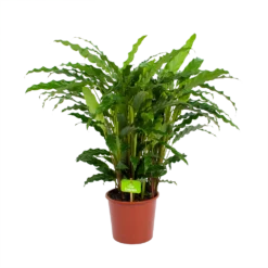 Calathea Rufibarba Bluegrass - Pauwenplant - P17 H65 - Kamerplant -Goedkope Tuinbenodigdheden winkel calathea rufibarba bluegrass pauwenplant p17 h65 4
