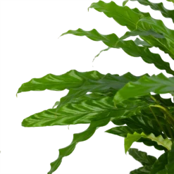 Calathea Rufibarba Bluegrass - Pauwenplant - P17 H65 - Kamerplant -Goedkope Tuinbenodigdheden winkel calathea rufibarba bluegrass pauwenplant p17 h65 5